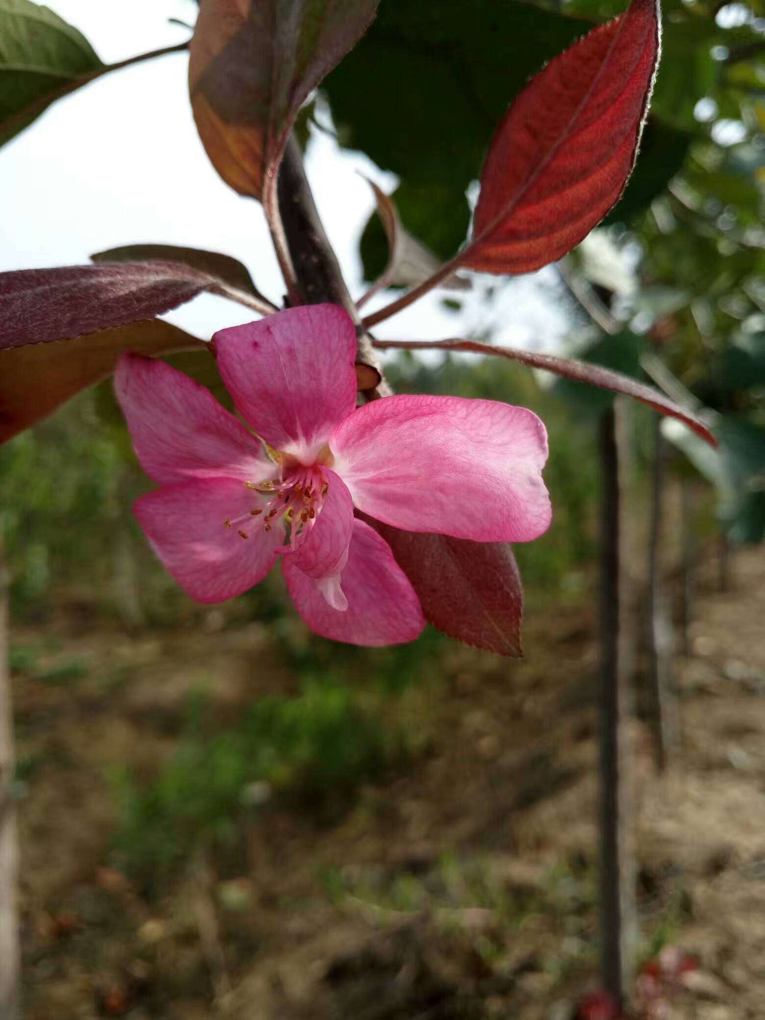 红肉苹果树开花图片
