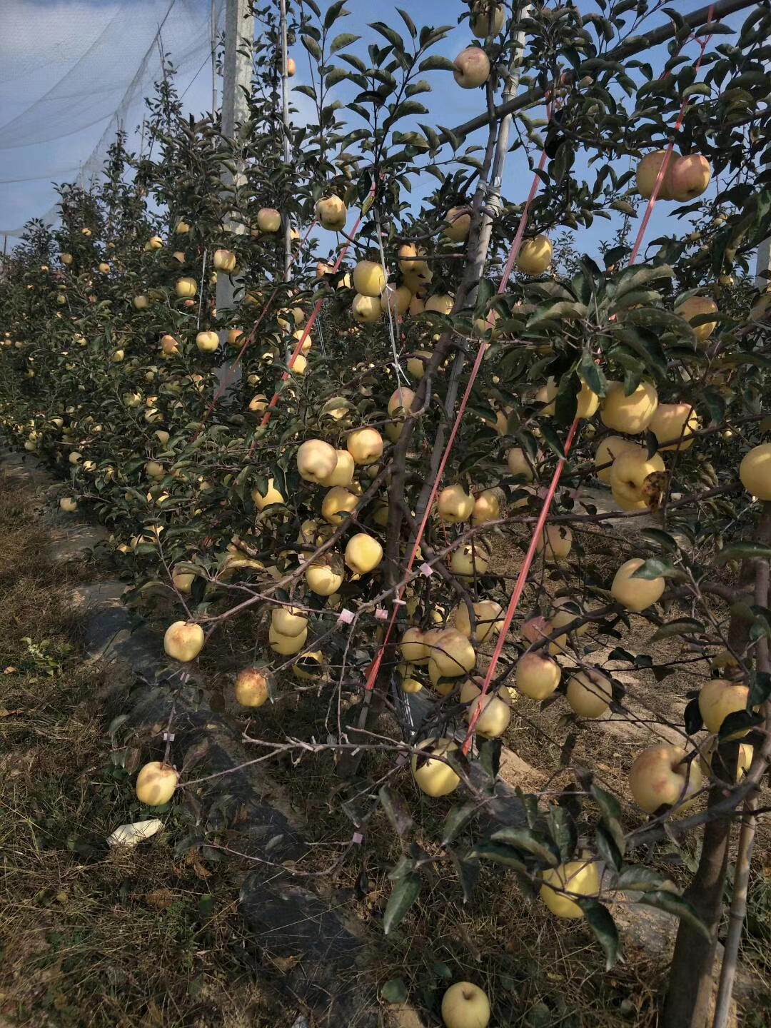 黄金苹果生长带图片