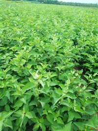 榆林红瑞木基地批发 70厘米营养钵红瑞木苗 精品量大
