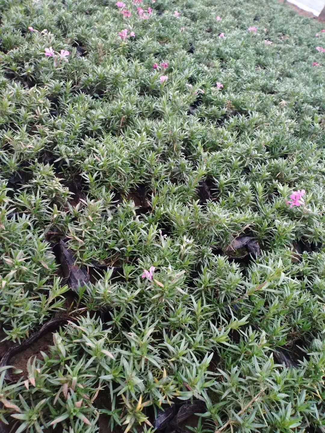 芝樱,青州芝樱,芝樱小苗批发供应