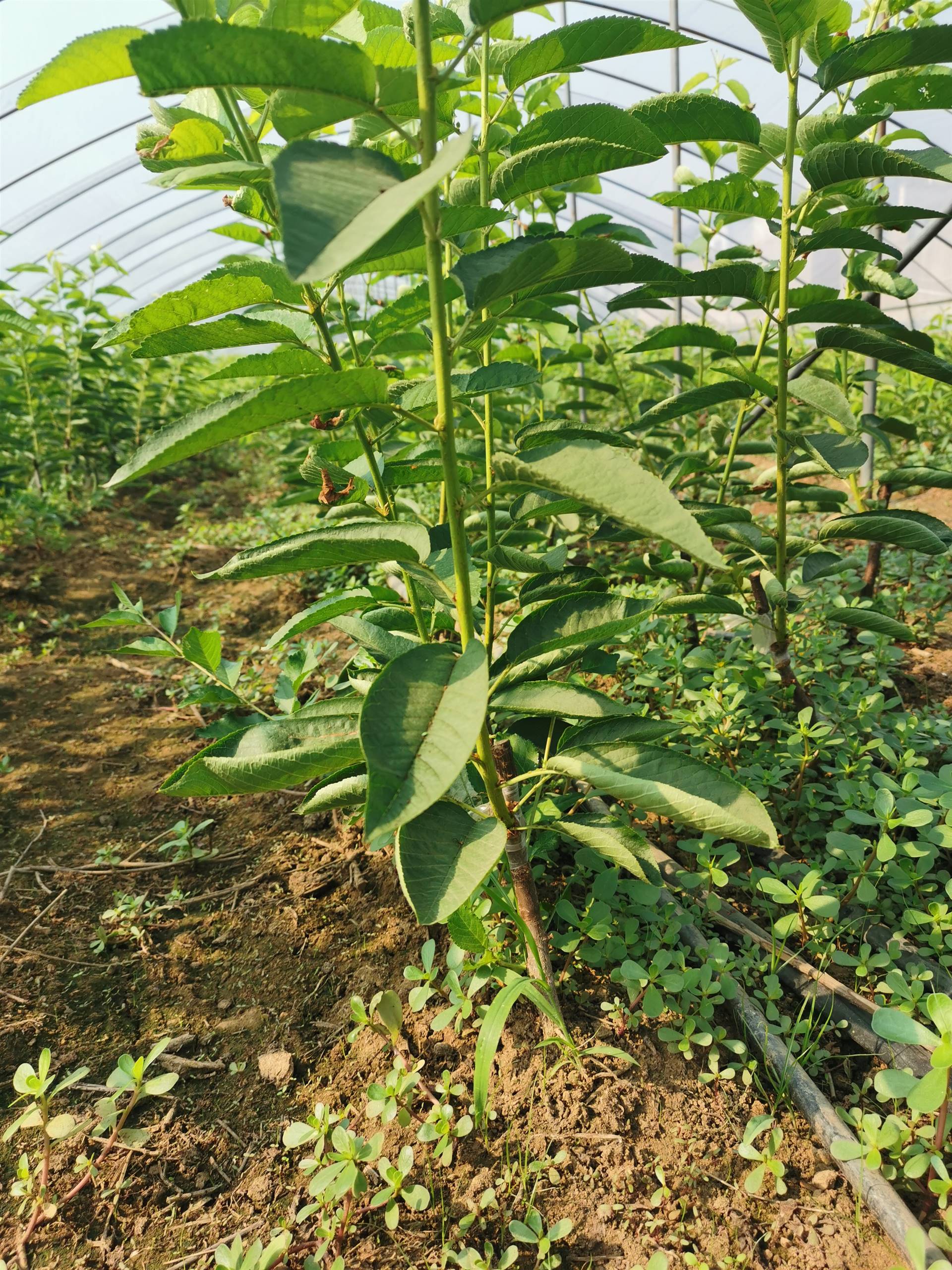 苗圃直供易管理大樱桃树苗 盆栽地栽樱桃树苗 早熟樱桃树苗