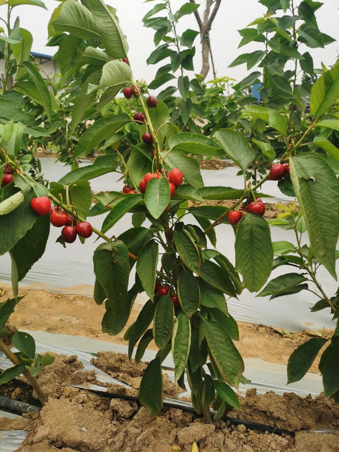 萨姆樱桃苗现挖现卖 友谊樱桃苗苗农直销 抉择樱桃苗栽植新技术
