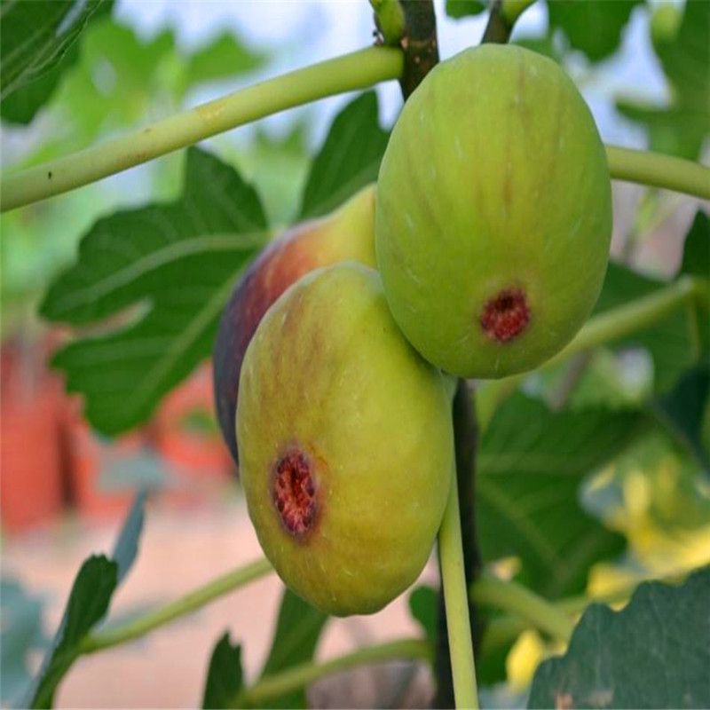 产地批发无花果苗绿早b110无花果苗新品上市