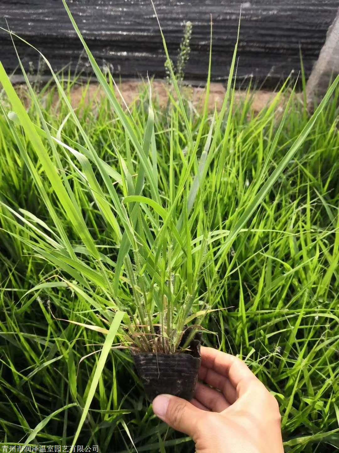 草率�%盖度�%含水量0%种子发芽率10-80公分cm草修剪高度5-20