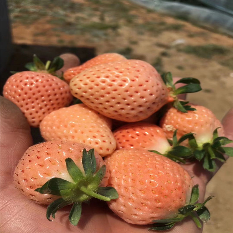 批发贵妃草莓苗 优良奶油草莓苗 四季结果 国迎基地