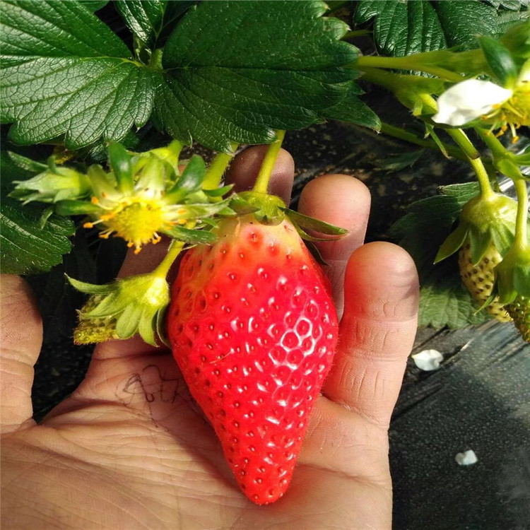 批发贵妃草莓苗 优良奶油草莓苗 四季结果 国迎基地