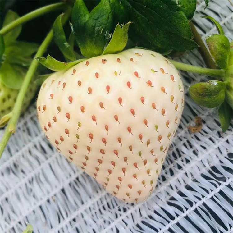 脱毒贵妃草莓苗 国迎 批发大棚矮化贵妃草莓苗 根系发达
