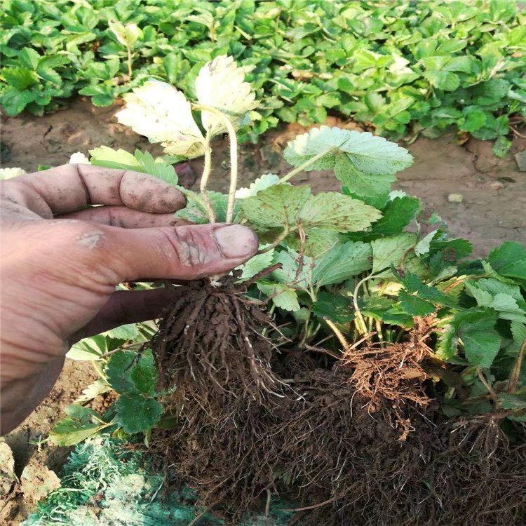 久香草莓苗基地 打冷加冰发货 批发久香脱毒草莓苗