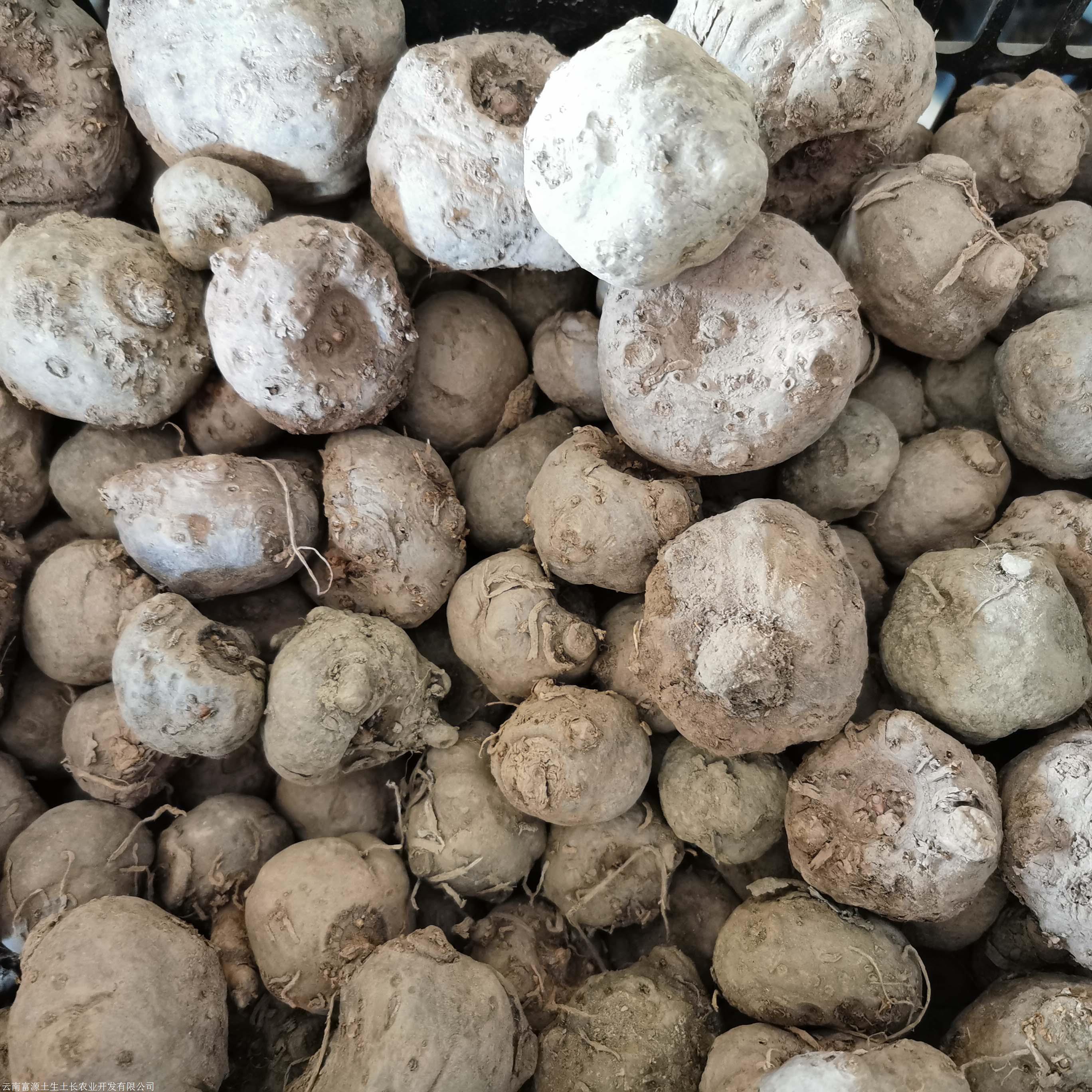 魔芋的一代种子云南那点买得到魔芋种子