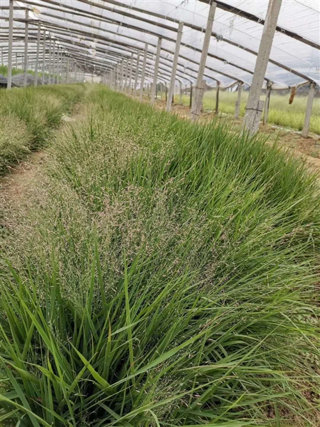 青綠苔草,山東青綠苔草基地 棒棒噠的青綠苔草批發供應-搜了網