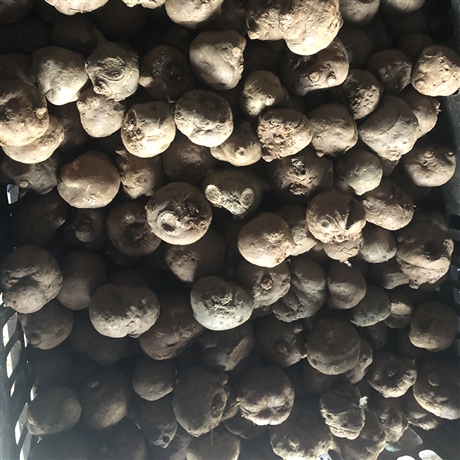 四川宜宾魔芋种子批发 魔芋种子哪有批发价