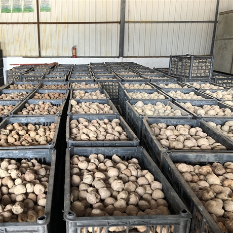 宣威市魔芋种植大户 四川魔芋种植视频教程