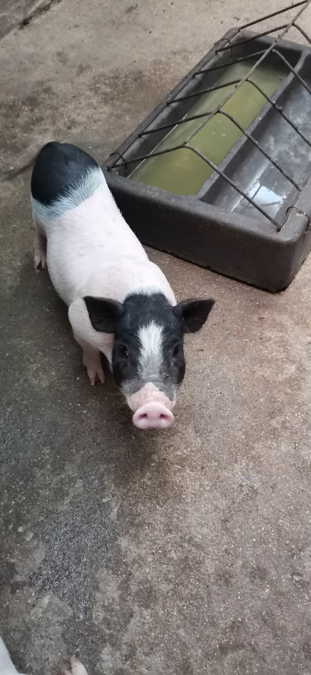 巴马香猪苗巴马香猪肉巴马香猪价格成年香猪丰义养殖