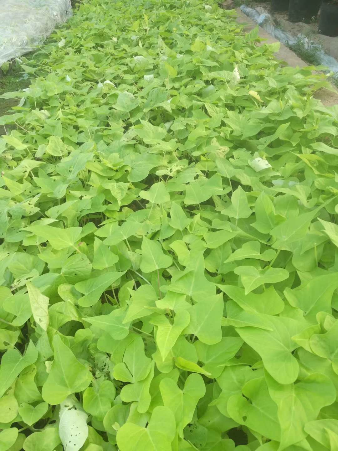 黄金薯,青州黄金薯,黄金薯种植基地