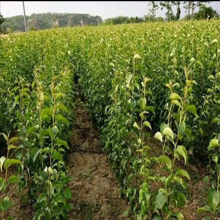 早酥红梨树苗基地优质嫁接苗