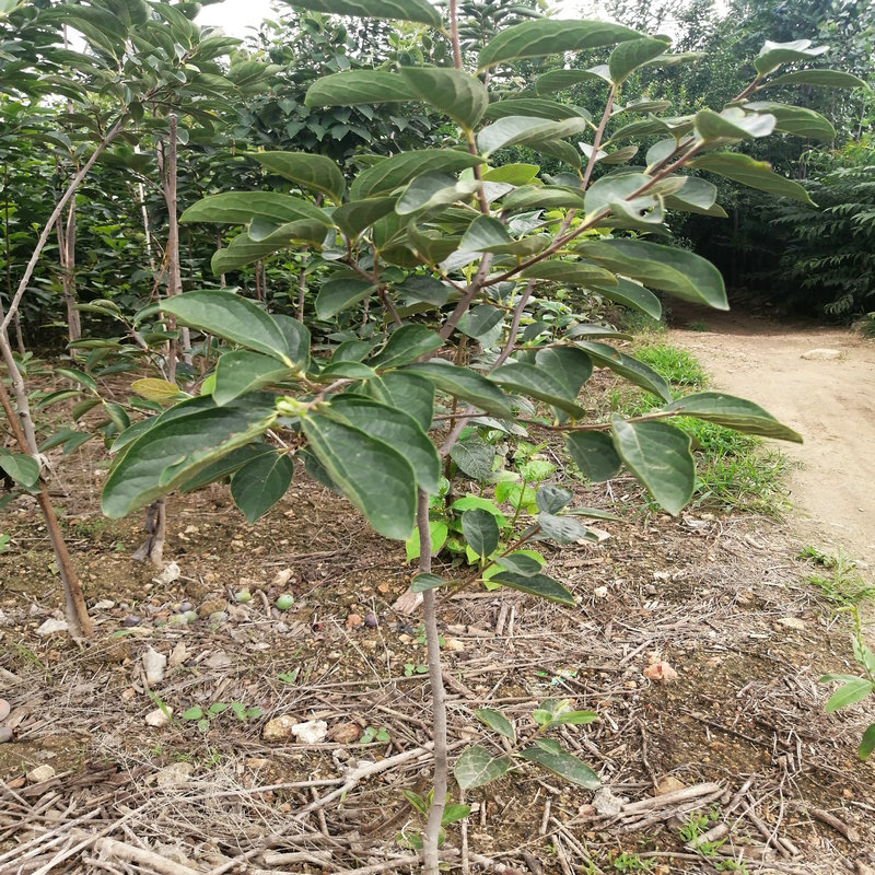 甜脆柿子树苗现挖批发易成活国迎柿子苗批发基地供应