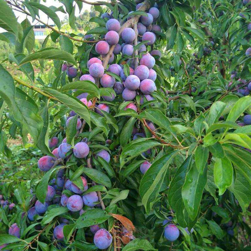 3至5年结果李子树价格 青脆 美国杏李树苗新品种批发