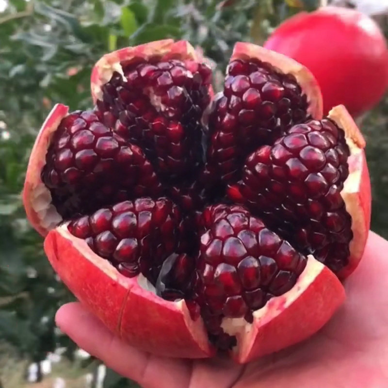 国迎山东石榴树种植基地 无籽水晶 大果黑石榴树苗出售