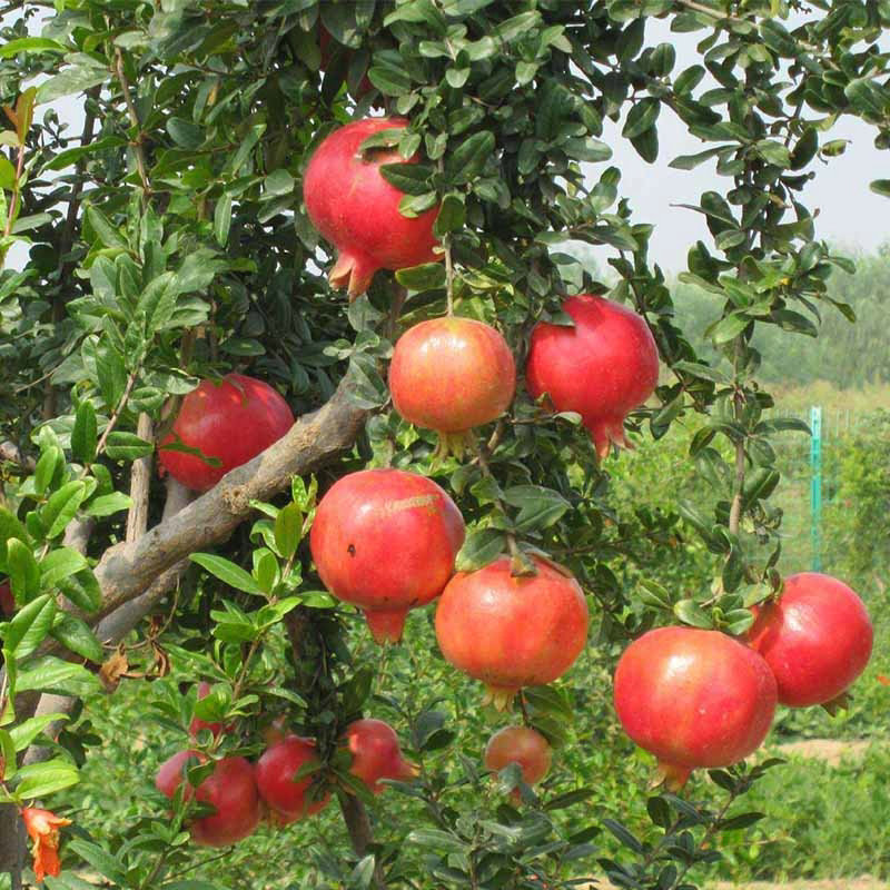 当年结果大石榴树 种植大红袍石榴树苗果实大 国迎批发