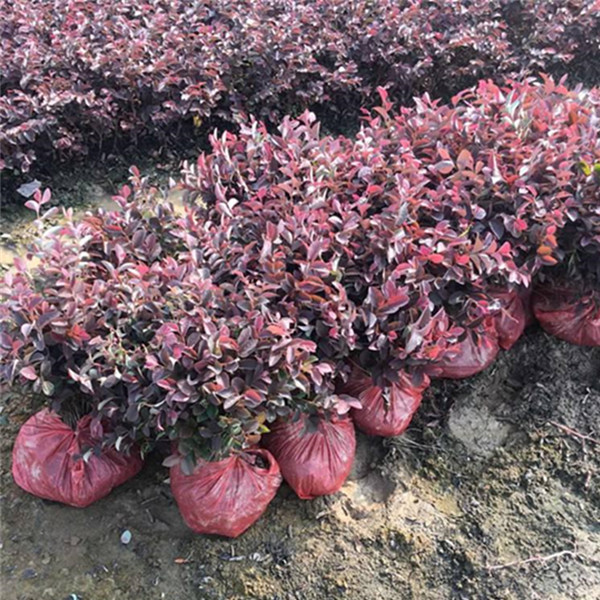 沭阳地区规模较大的苗木供应商,我苗圃常年还供应金叶女贞,红叶小檗