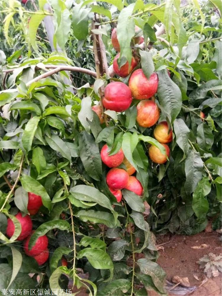 晚熟桃苗8厘米桃树大量批发低价供应恒诚苗木