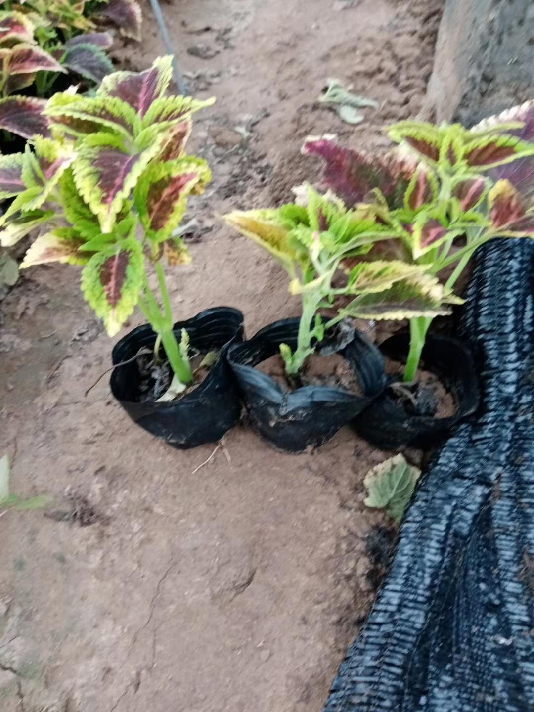 火焰彩叶草火焰彩叶草幼苗火焰彩叶草直销价格