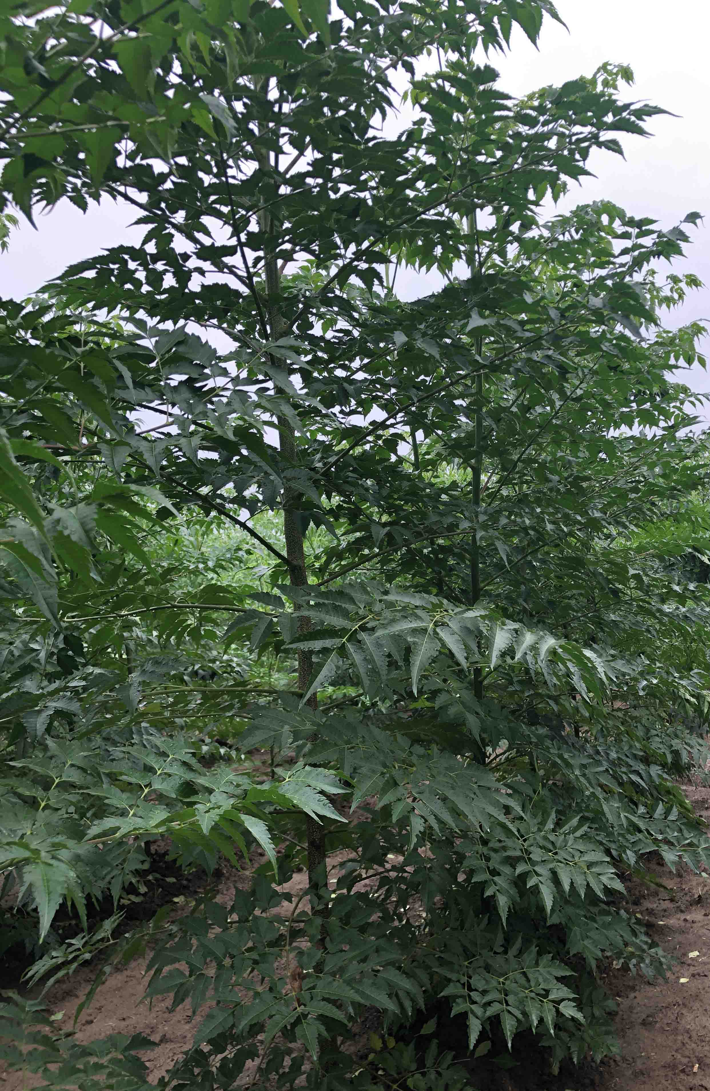 3公分苦楝大量出售