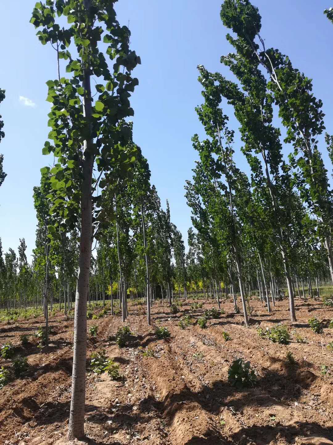 毛白杨基地图片