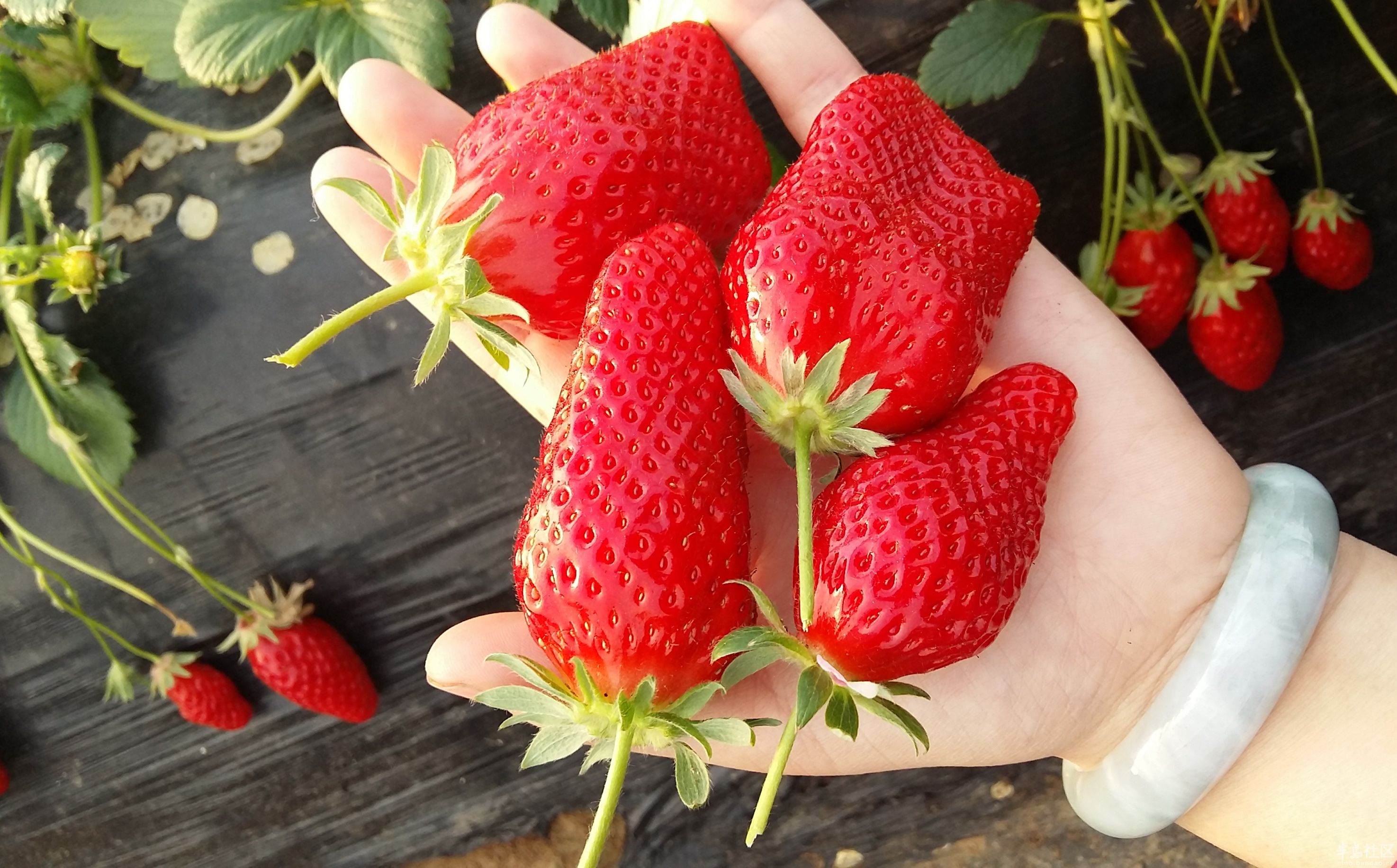 脱毒草莓苗基地 大棚种植可食用草莓 黑巴克草莓苗当年结果