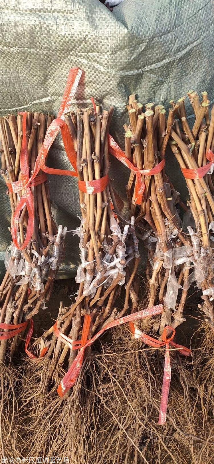 葡萄苗批发供应基地价格优惠恒诚苗木