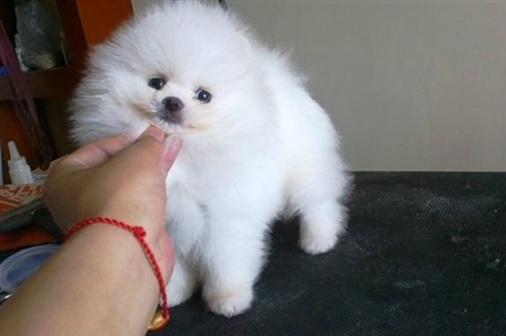 格力犬价格格力犬原产地格力犬跑的快