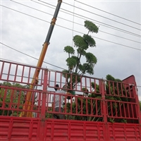 河南鄢陵小叶女贞造型树批发基地