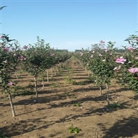 供应鄢陵木槿花价格