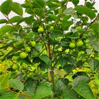 嫁接柿子苗新品种 提供种植管理技术 南北方适应种植