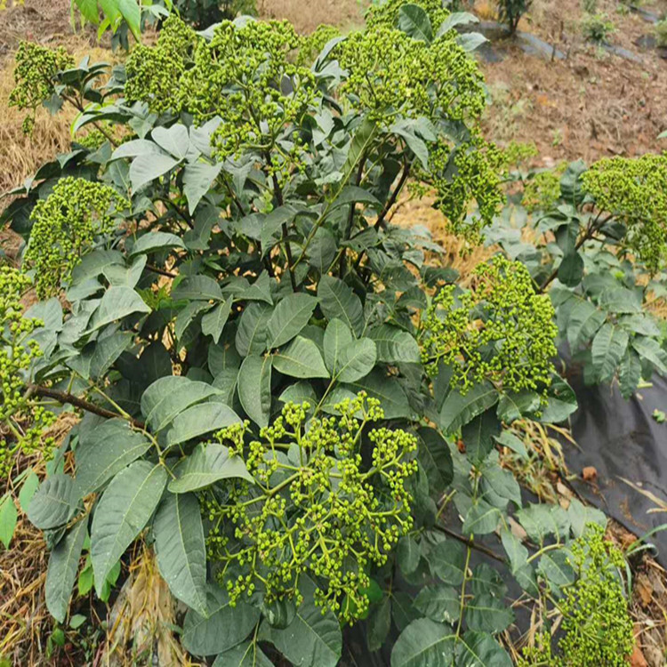 吴茱萸崇义图片