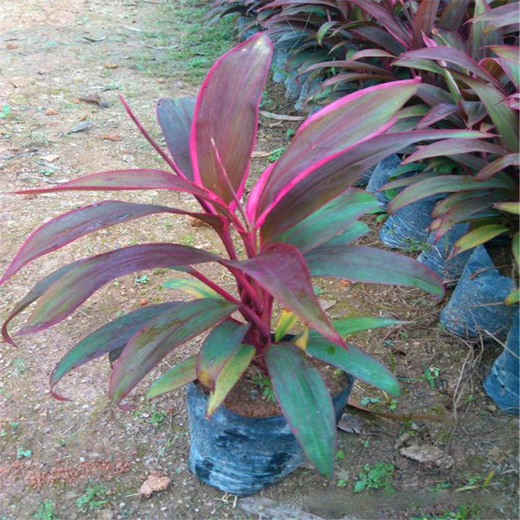 红巨人朱蕉价格 加仑盆苗 杯苗 袋苗 大桶苗 产地批苗