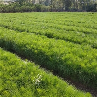 两年生湿地松批发,5-7公分湿地松杯苗,湿地松 -林之源种植合作社