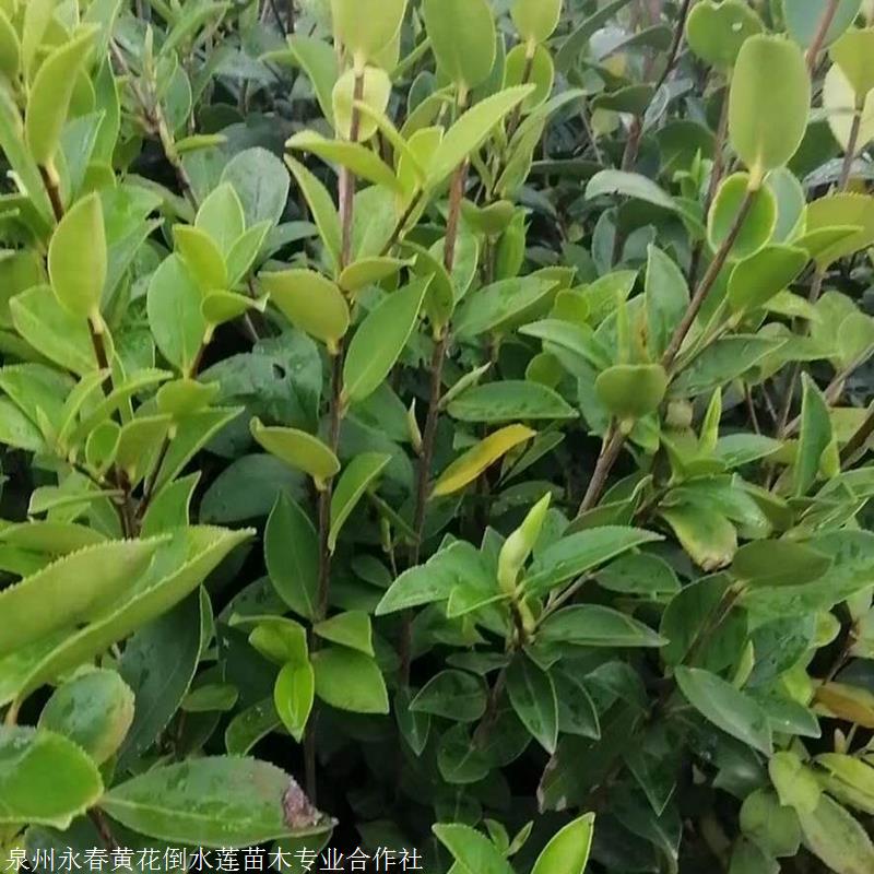 Ͳ纭֦Ͳ