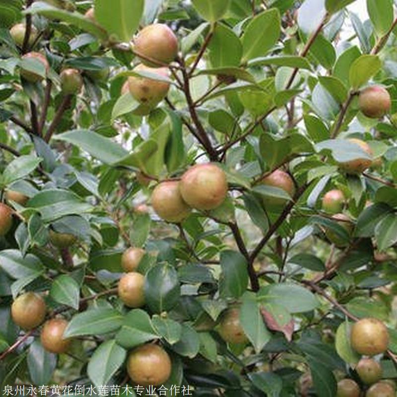 供應新興大果紅花油茶樹苗 高產油茶苗出油率高