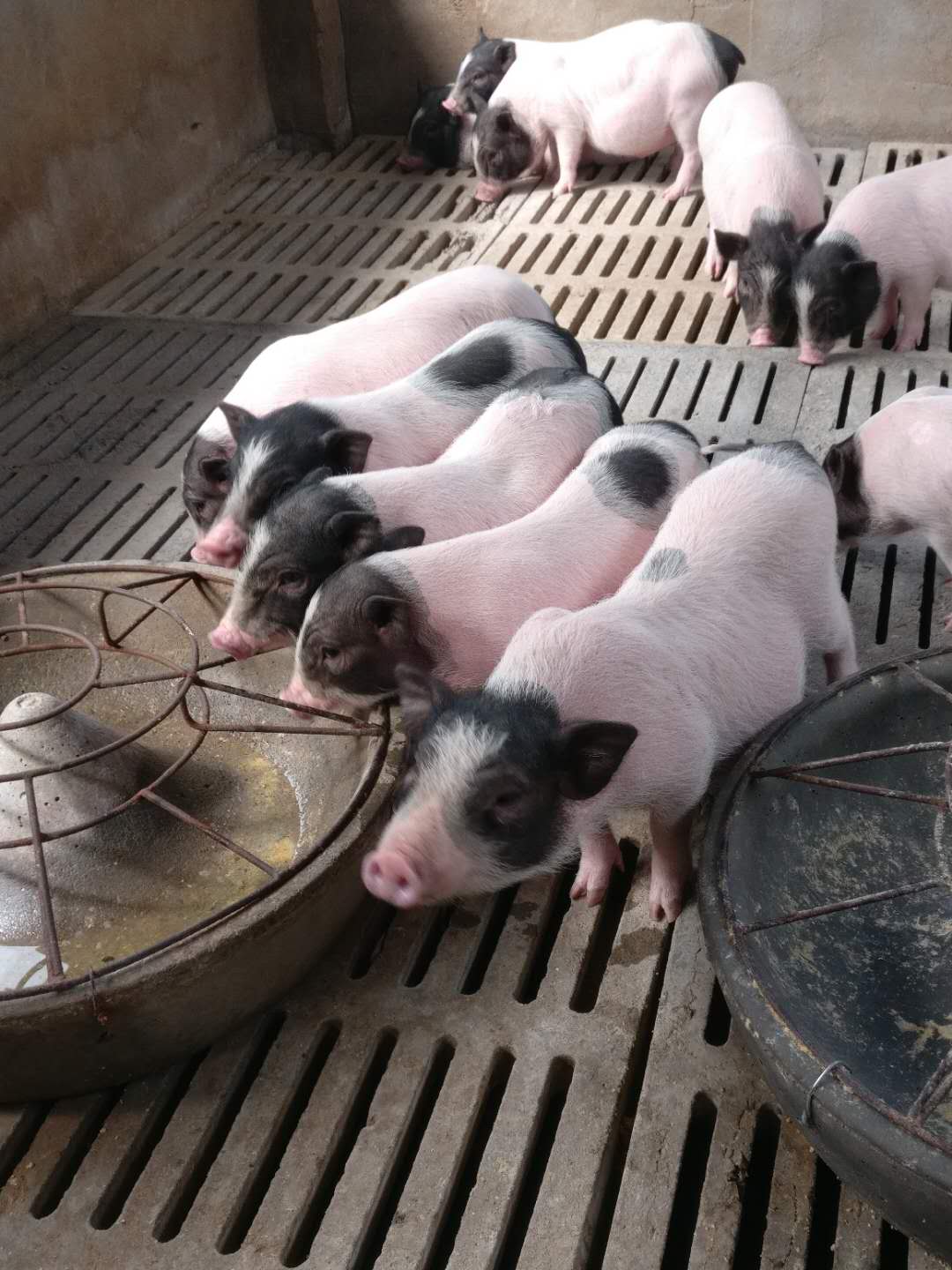 養殖巴馬香豬的前景廣闊利潤豐厚