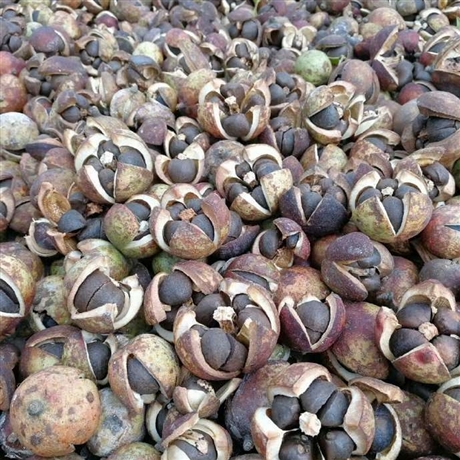 郑州油茶树苗江西油茶苗长林40号油茶苗