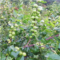 沾化冬枣树苗量大从优-青枣苗新型种植