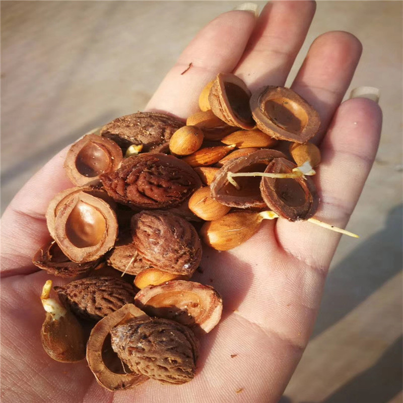 桃树种子供应桃苗种子自产自销