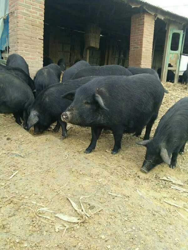 湖北藏香猪怎么做养藏香猪利润免费提供技术
