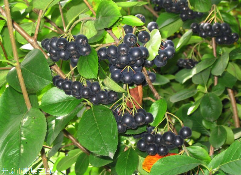 黑果花楸价格 鹏展苗圃 大量供应 可全国配送