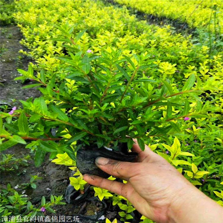 满天星行情满天星苗满天星花地被植物批发