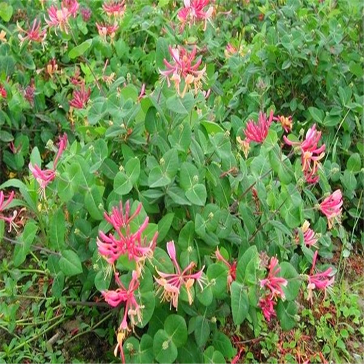 大量供应各种规格 多红花忍冬花境植物 加仑盆苗 杯苗 袋苗 大桶