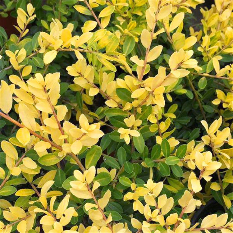 首页 苗木 常绿灌木 金叶女贞 大量供应各种规格 金宝石冬青花境植物