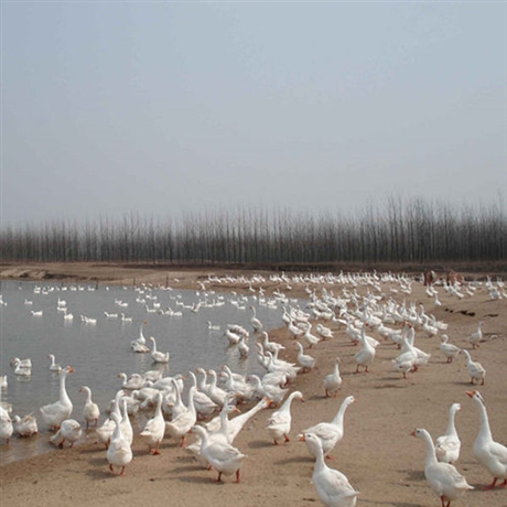 南陽成鵝出售 種草養(yǎng)鵝技術