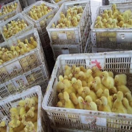 河南種草養(yǎng)鵝技術 鵝苗養(yǎng)殖基地